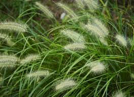 Why Foxtails Are Bad For Dogs And How