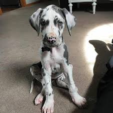 Southern star great danes sonya l moore. 8 Weeks Old Blue Great Dane Puppies Houston Ad Free Ads 80 000 Local Ads