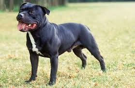 The american staffordshire terrier is a very high energy and vivacious breed making training a little difficult. Staffordshire Bull Terrier Dog Breed Information