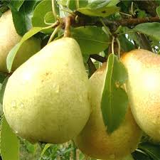 pear tree ile ilgili görsel sonucu