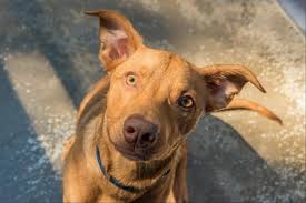 It possesses tremendous stamina, tenacity, and intelligence. Buddy The Kelpie Cross Staffy Arrived At Animal Welfare League Qld Facebook