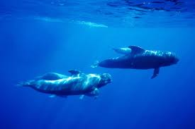 クジラが鼻に魚を詰まらせ死亡、オランダ | ナショナル ジオグラフィック日本版サイト