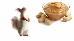 can-squirrels-eat-peanut-butter