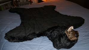 black bear rug bearskin bear skin