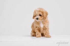 maltipoo dog adorable maltese and