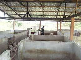 Pig Farming Pig Farming And Other