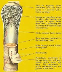 Long bones have a thick outside layer of compact bone and an inner medullary cavity containing bone marrow. Long Bone