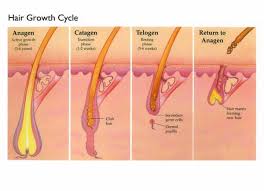 how fast hair grows and other