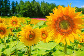 beautiful sunflowers hd wallpaper peakpx