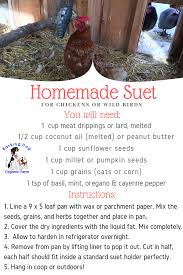 homemade suet for ens or wild birds