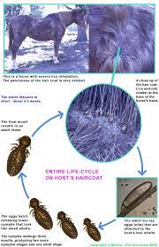 the lice life cycle and how it guides