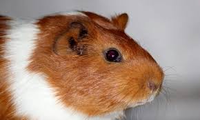 10 ways to keep guinea pigs entertained
