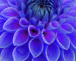 Download 20,336 dahlia images and stock photos. Centre Of Blue And Purple Dahlia Flower Poster By Rosemary Calvert