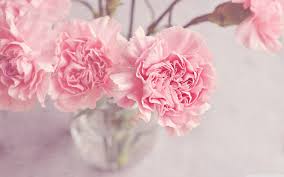 light pink carnations flowers in a vase