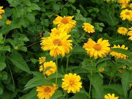 The aerial parts are a food source distinguishing features. See 25 Native Ohio Perennials For Your Garden Vibrant Color And Deer Resistant Cleveland Com