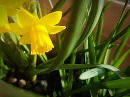 In natura le specie di piante con fiori gialli sono diverse: Bulbi Autunnali A Fioritura Primaverile Si Piantano In Autunno Consigli Giardinaggio
