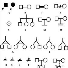 Illustrates The Common Symbols Used In A Pedigree Chart A