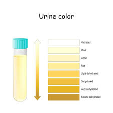 urine chart vector art stock images