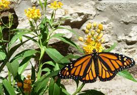 tropical milkweed impact on monarch