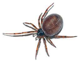 Die einzige für menschen giftige spinne bei uns ist die… habe in meinem keller eine richtig große spinne gesehen! Haubennetzspinnen Wikipedia