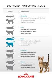 Feline Body Weight Guidelines From Royal Canin Where Does