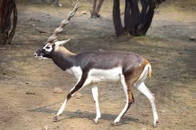 Antilopa кеды со светящейся подошвой. Garna Vikipediya