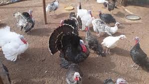 See more ideas about birds, turkey, wild turkey. Turkey Birds For Sale For Farming In Tamil Nadu India