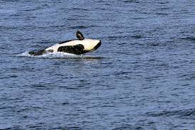 Book online, pay at the hotel. Whale Watching Around Seattle 2021 Best Season Rove Me