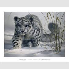 signed poster snow leopard coleman