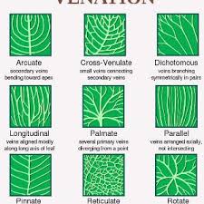 Tree Leaf Chart Shape Margin And Venation