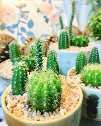 Cactus Succulent Container Gardens