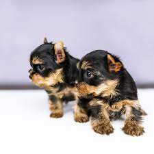 Check spelling or type a new query. Chorkie Puppies For Sale