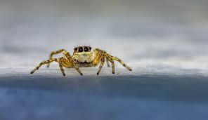 10 Spiders Found In Michigan With