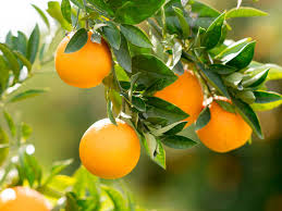 how to grow citrus trees love the garden