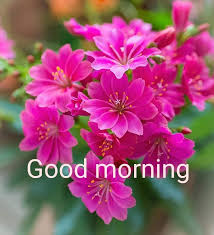 .video songs good morning friends images good morning meme good morning vietnam latest good good morning video whatsapp wishes quotes message greetings. Pin By Lakshmi On Good Morning Good Morning Flowers Good Morning Flowers Pictures Good Morning Flowers Gif