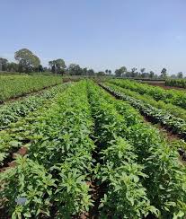 Vegetables differ from the fruits according to their taste and structure. Wendy Farms Ukulima Sio Ushamba Wendyfarmsltd Nitter