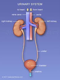 Urinary System Diagram Medical Art Library