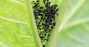 killing black aphid bugs how to get