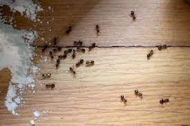 Einige arten können krankheiten übertragen und einige die statische sicherheit tragender hölzer gefährden. Ameisen Bekampfen Im Haus In Der Wohnung 22 Wirksame Mittel