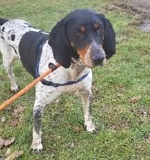 Bluetick coonhounds 4 males available located in kanab utah message for detail. Dogs For Adoption Near 26416 Wv Petfinder