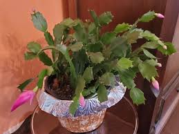 This might mean watering more often in the summer (especially if your plant is outdoors) christmas cacti need planning to achieve the showy holiday blooms you're hoping for. Good To Grow It Must Be Christmas My Cactus Is Blooming Gardening Wvgazettemail Com