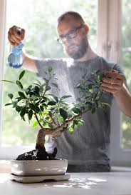 Growing A Healthy Bonsai Plant