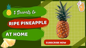 to ripen pineapples