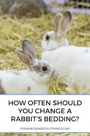 how often should you change a rabbit s