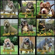 8 Best American Bully Images Pitbull Terrier Bully Dog