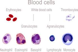 white blood cells categories