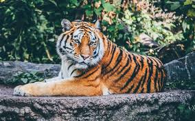Antonio gomes comonian em 13 de abril de 2010. Download Imagens Tigre 4k Panthera Tigris Predadores Jardim Zoologico Tigres Gratis Imagens Livre Papel De Parede