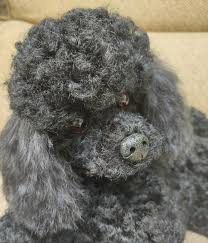 suzie a toy poodle puppy dog by