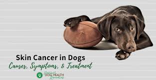 skin cancer in dogs types of skin