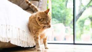 why cats overgroom how to stop it